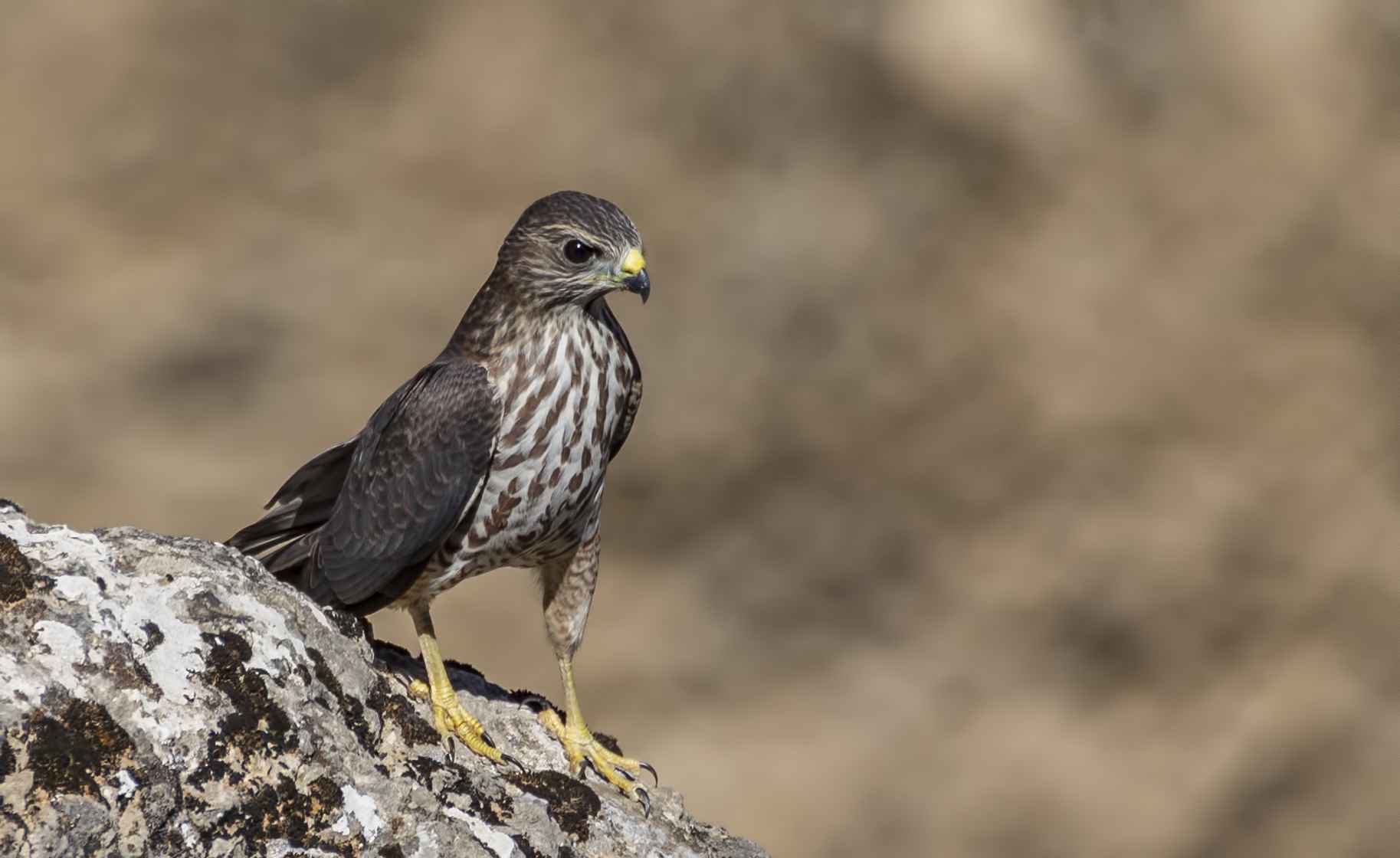 Levant Sparrowhawk